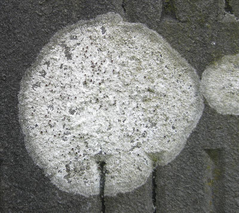 Lecanora horiza (door Karel Brussee)