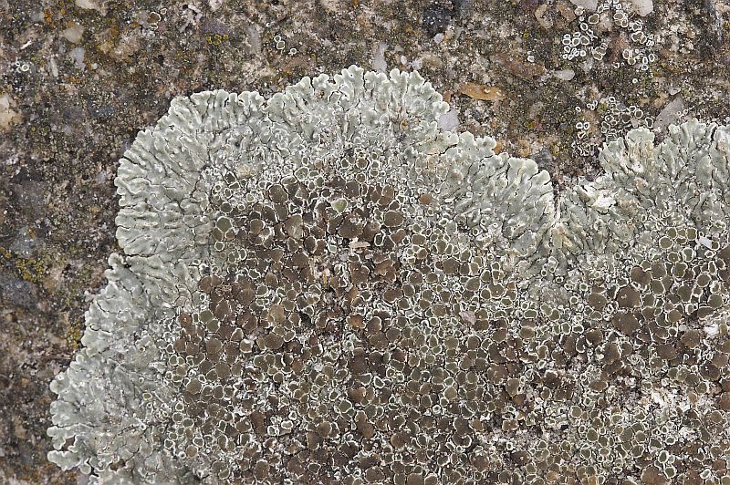 Lecanora muralis (door Christophe Brochard / www.cbrochard.com)