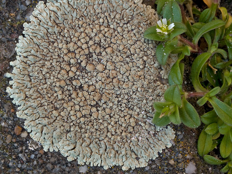 Lecanora muralis (door Bart Horvers)