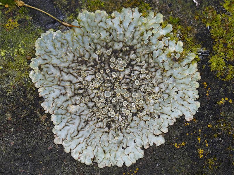 Lecanora muralis (door Ab H. Baas)