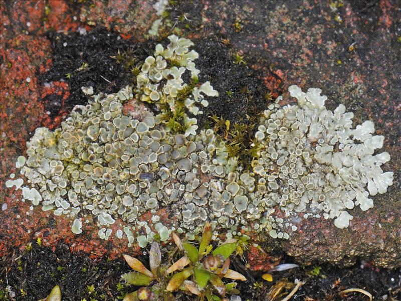 Lecanora muralis (door Ab H. Baas)