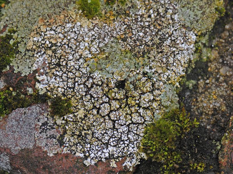 Lecanora muralis (door Ab H. Baas)
