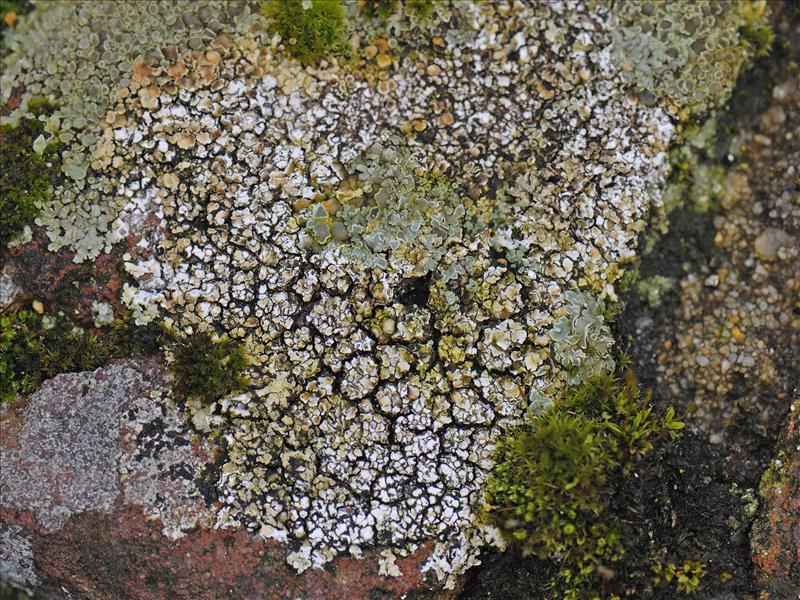 Lecanora muralis (door Ab H. Baas)