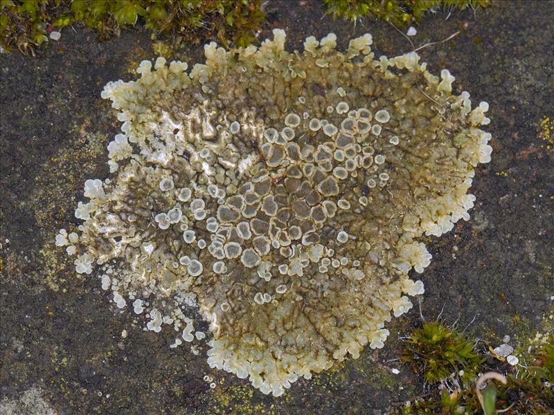 Lecanora muralis (door Ab H. Baas)