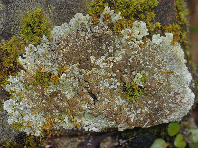 Lecanora muralis (door Ab H. Baas)