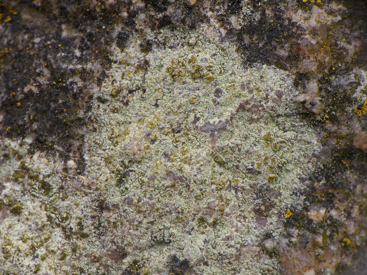 Lecanora orosthea (door Henk-Jan van der Kolk)