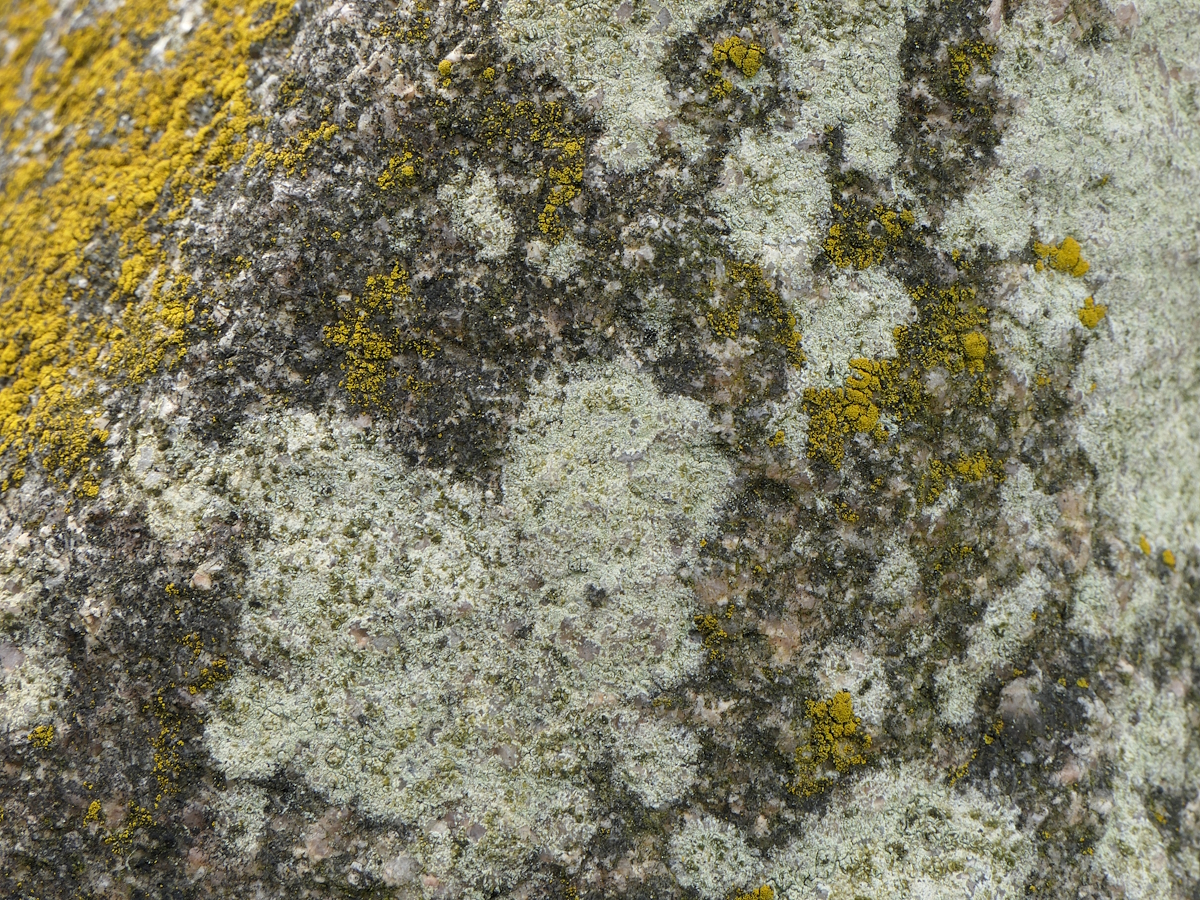 Lecanora orosthea (door Henk-Jan van der Kolk)