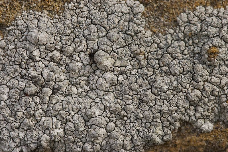 Lecanora pannonica (door Christophe Brochard / www.cbrochard.com)