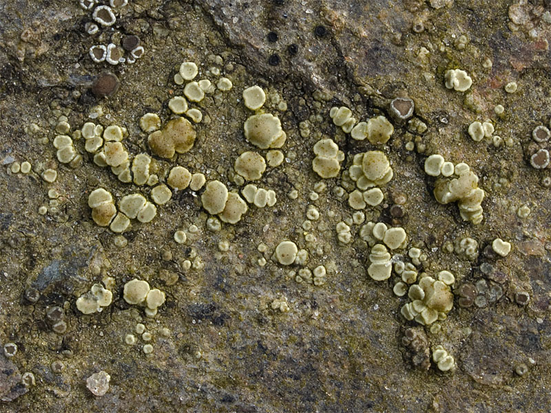 Lecanora polytropa (door Bart Horvers)