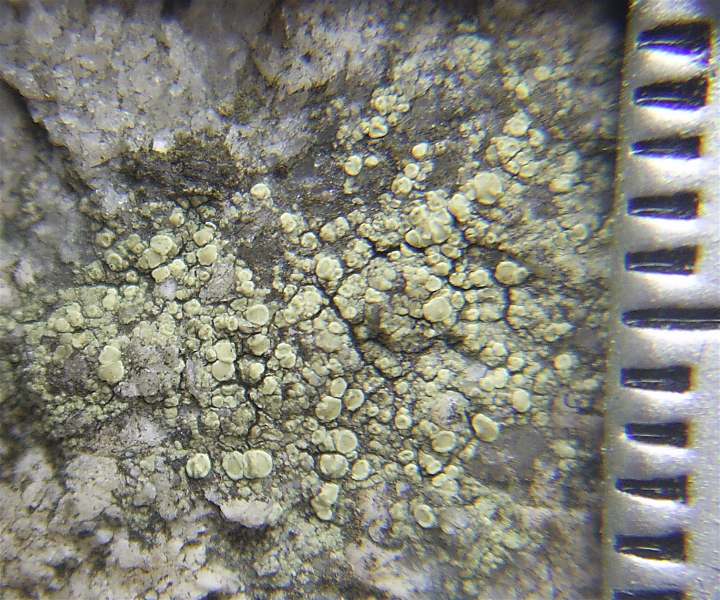 Lecanora polytropa (door Henk Timmerman)