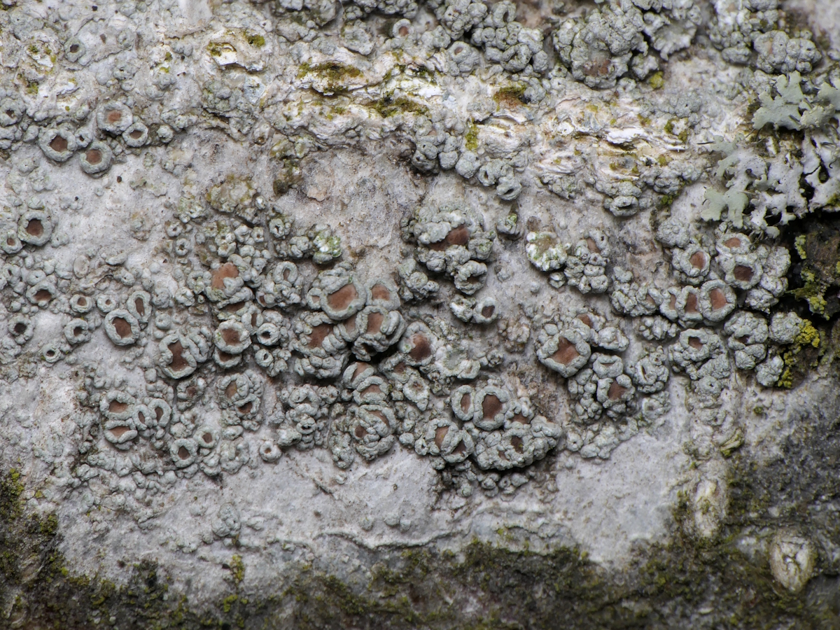 Lecanora pulicaris (door Henk-Jan van der Kolk)