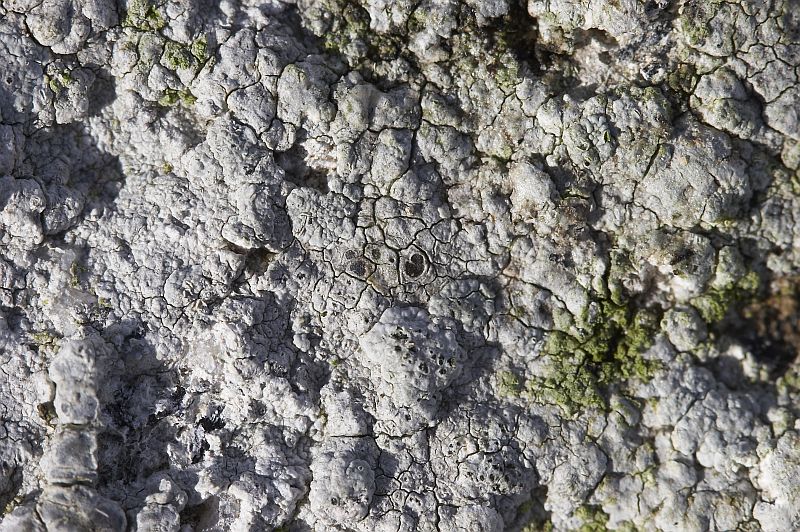 Lecanora rupicola (door Christophe Brochard / www.cbrochard.com)