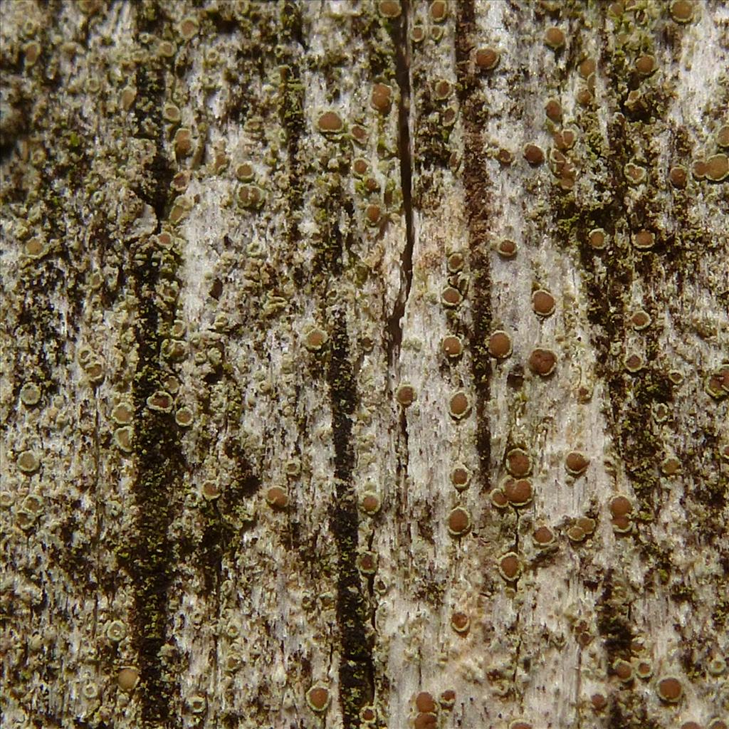 Lecanora saligna (door Klaas van Dort)