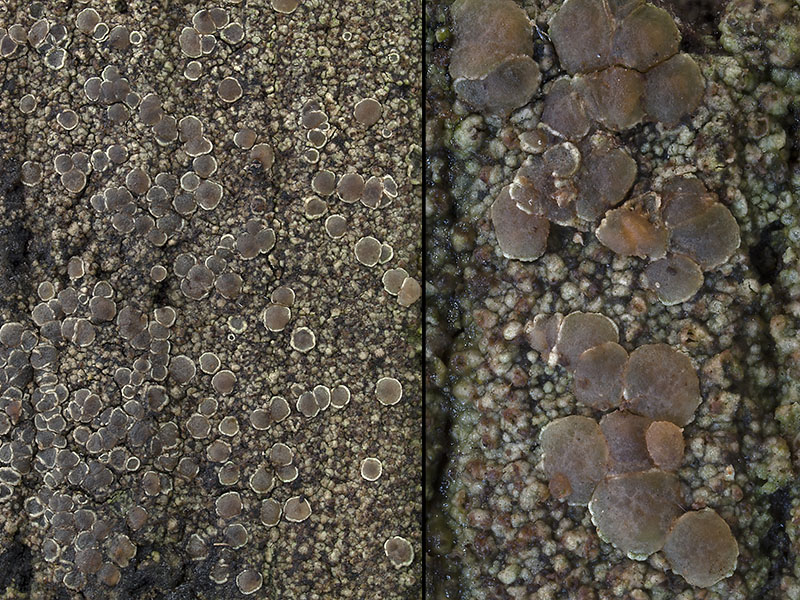 Lecanora saligna (door Bart Horvers)