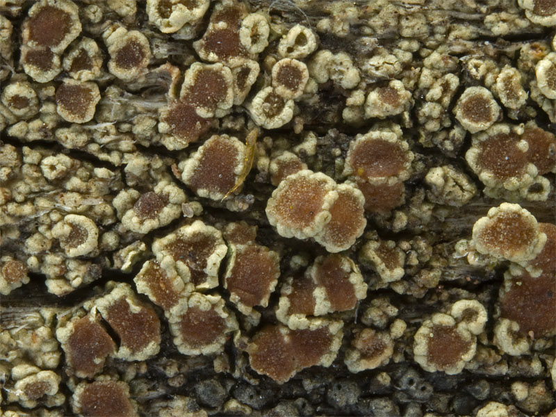 Lecanora saligna (door Bart Horvers)