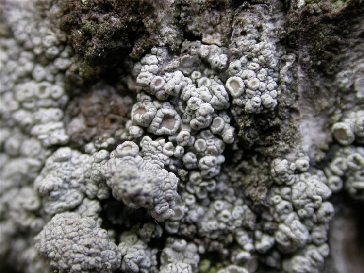 Lecanora sinuosa (door Laurens Sparrius)