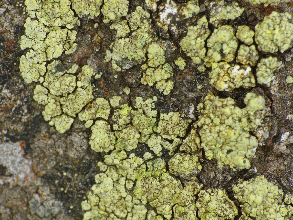 Lecanora subaurea (door Henk-Jan van der Kolk)