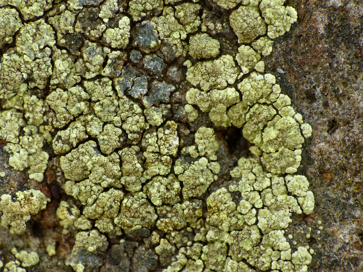 Lecanora subaurea (door Henk-Jan van der Kolk)