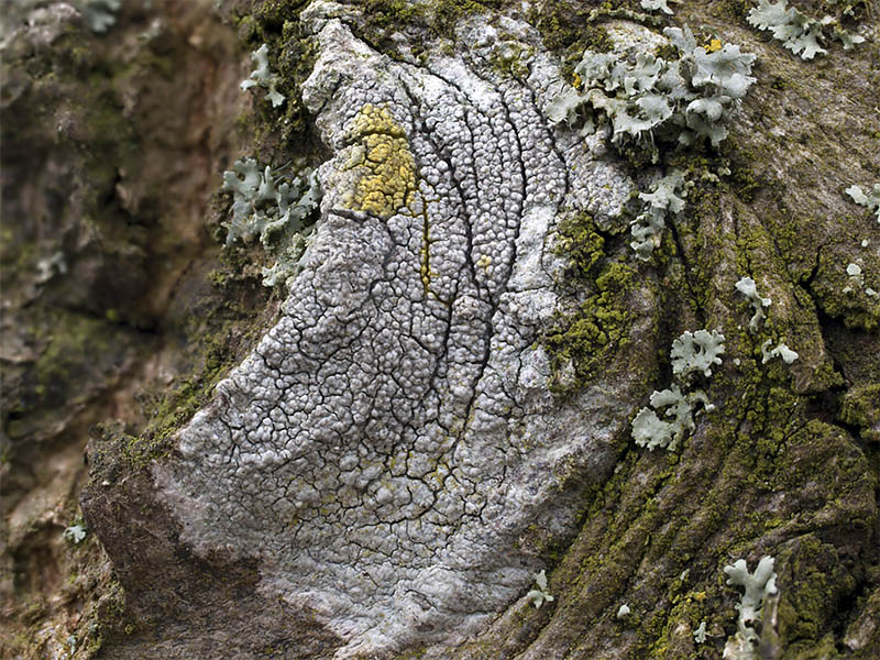 Lecanora subcarpinea (door Bart Horvers)