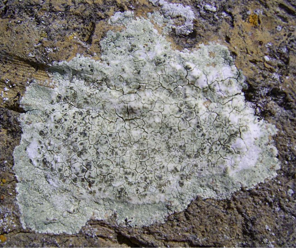 Lecanora sulphurea (door Henk Timmerman)