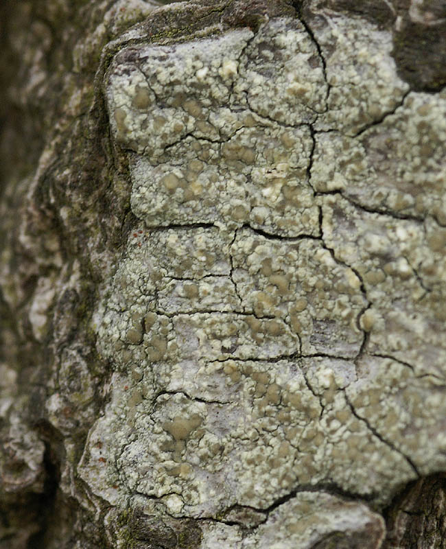 Lecanora symmicta (door Ron Poot)