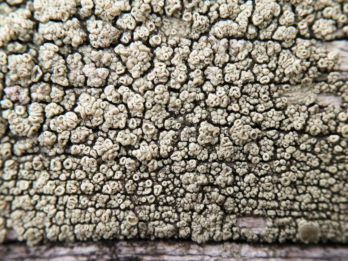 Lecanora varia (door Arne van Wingerden)