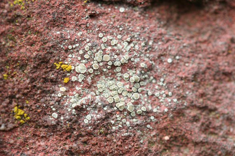 Lecanora dispersa (door Laurens Sparrius)