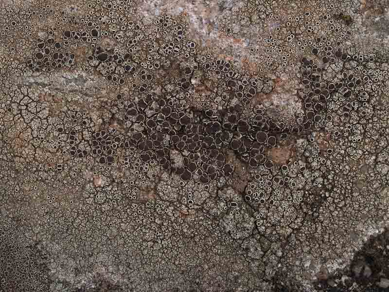 Lecanora campestris (door Bart Horvers)