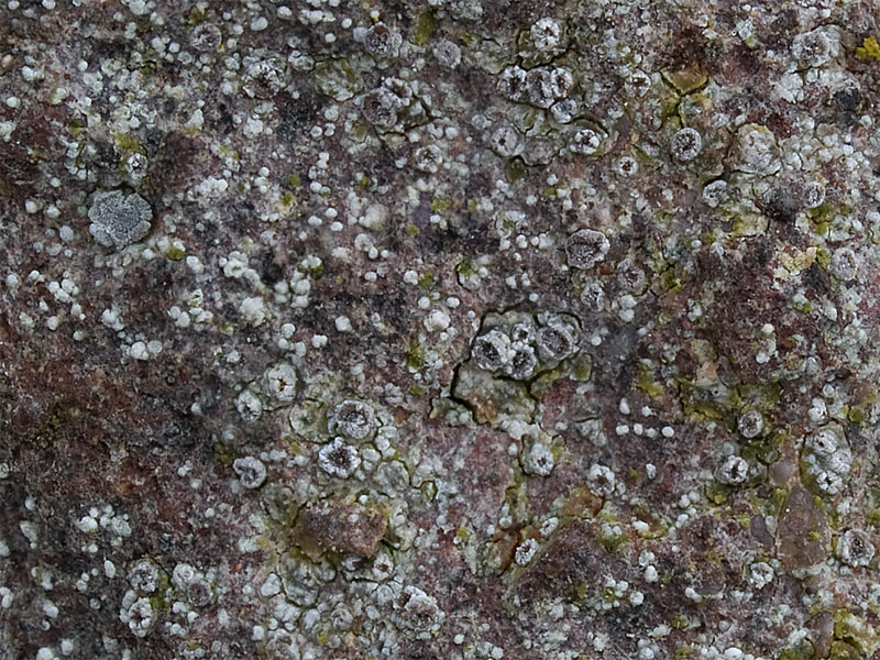 Lecanora crenulata (door Bart Horvers)