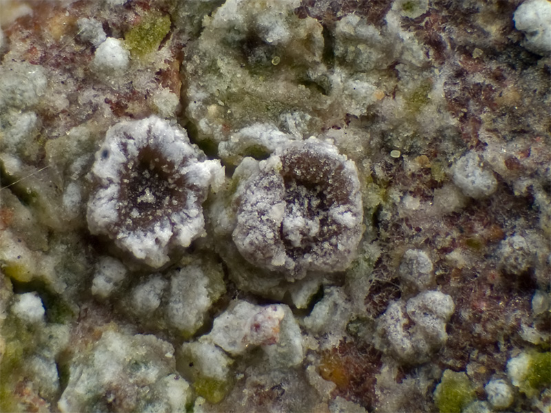 Lecanora crenulata (door Bart Horvers)