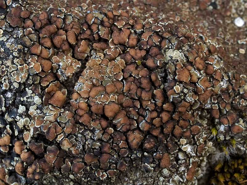 Lecanora muralis (door Bart Horvers)