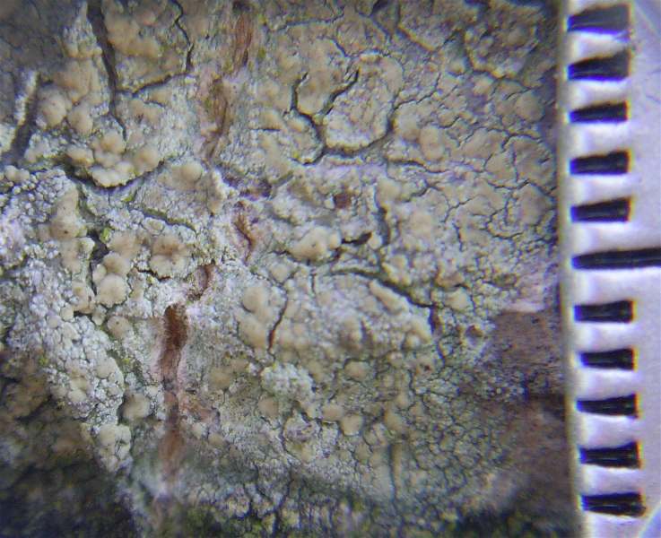 Lecanora symmicta (door Henk Timmerman)