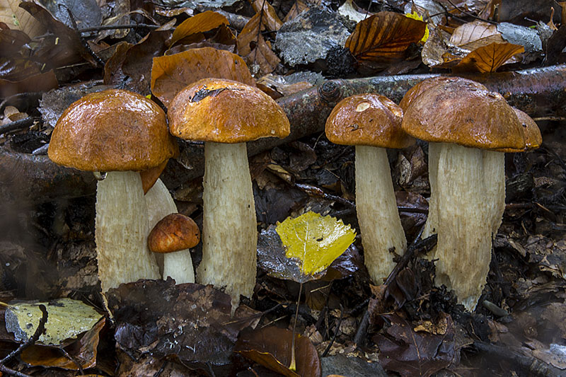 Leccinum albostipitatum (door Nico Dam)