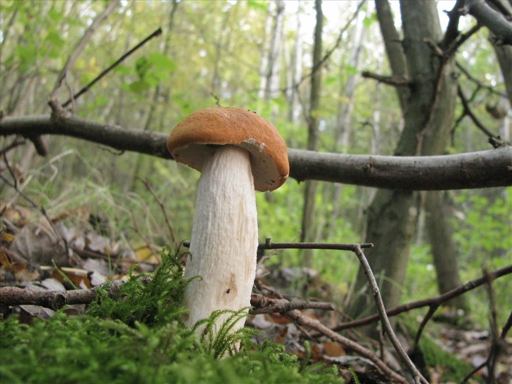 Leccinum albostipitatum (door J.L.J. Wolfs)