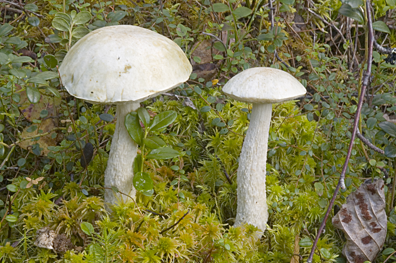 Leccinum holopus (door Nico Dam)