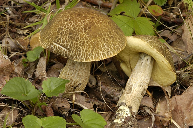 Leccinum crocipodium (door Nico Dam)