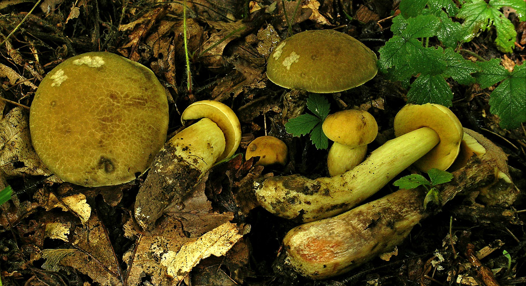 Leccinum crocipodium (door Henk Huijser)