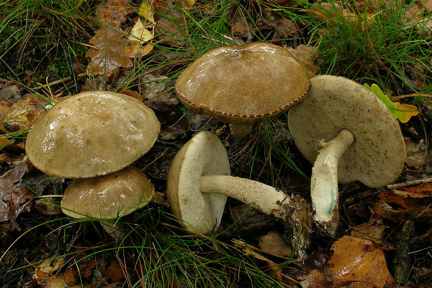 Leccinum cyaneobasileucum var. brunneogriseolum (door Henk Huijser)