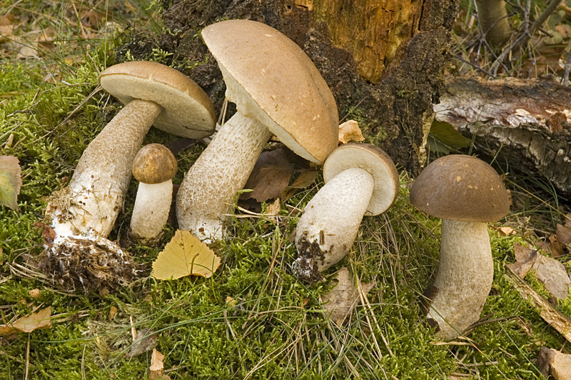 Leccinum cyaneobasileucum var. brunneogriseolum (door Nico Dam)