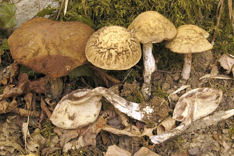 Leccinum pseudoscabrum (door Nico Dam)