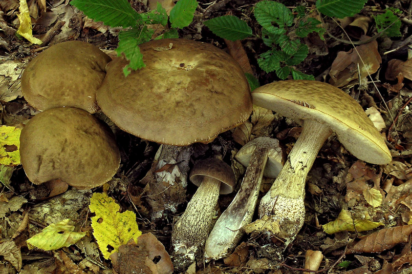 Leccinum pseudoscabrum (door Henk Huijser)