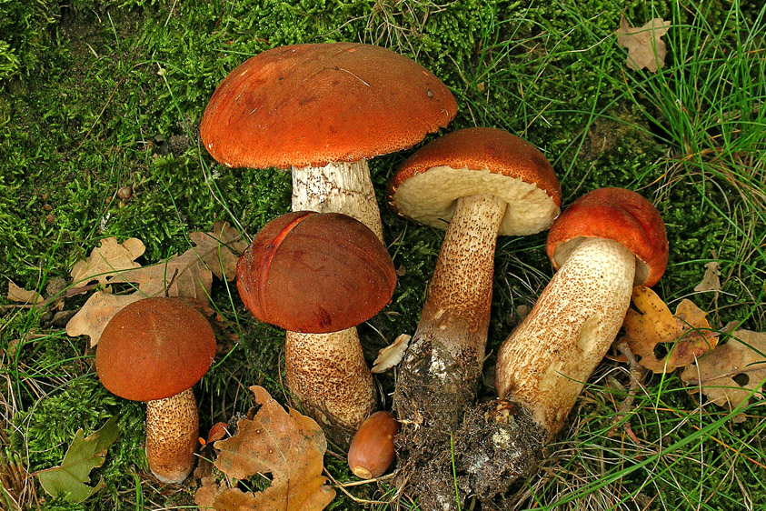 Leccinum quercinum (door Henk Huijser)