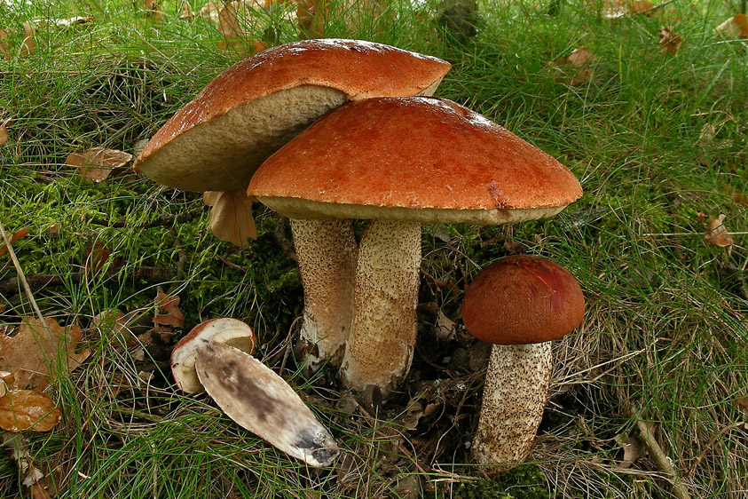 Leccinum quercinum (door Henk Huijser)