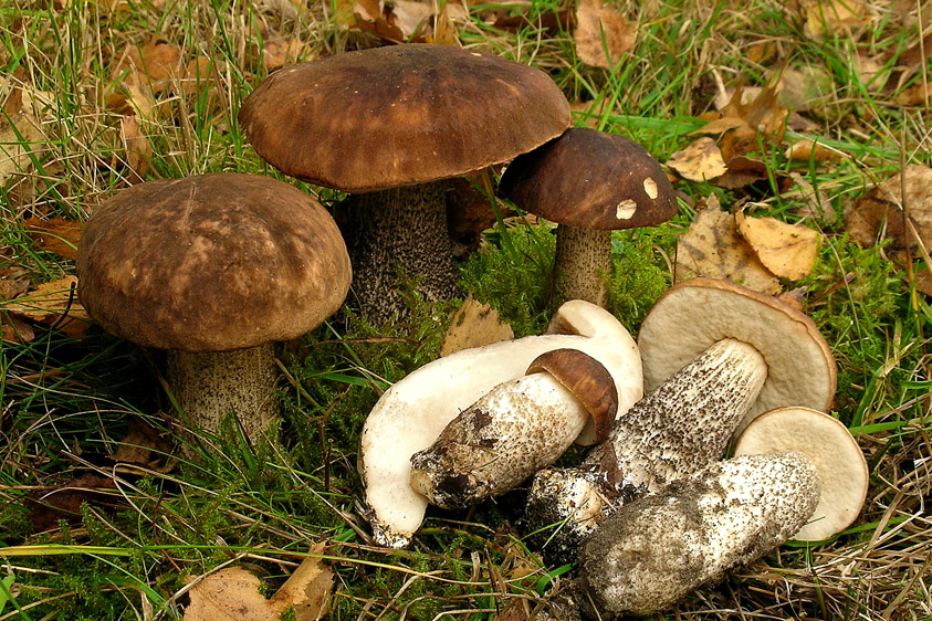 Leccinum scabrum sl, incl. cyaneobasileucum, melaneum, schistophilum, variicolor (door Henk Huijser)