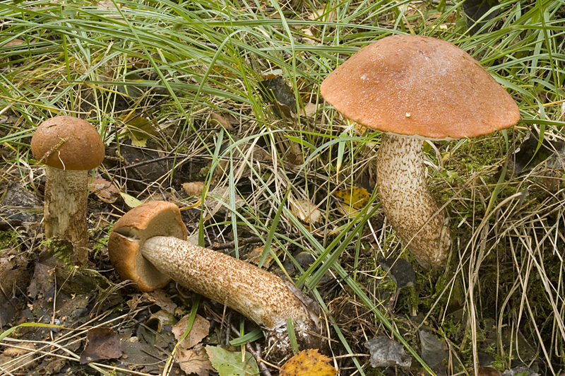 Leccinum aurantiacum (door Nico Dam)