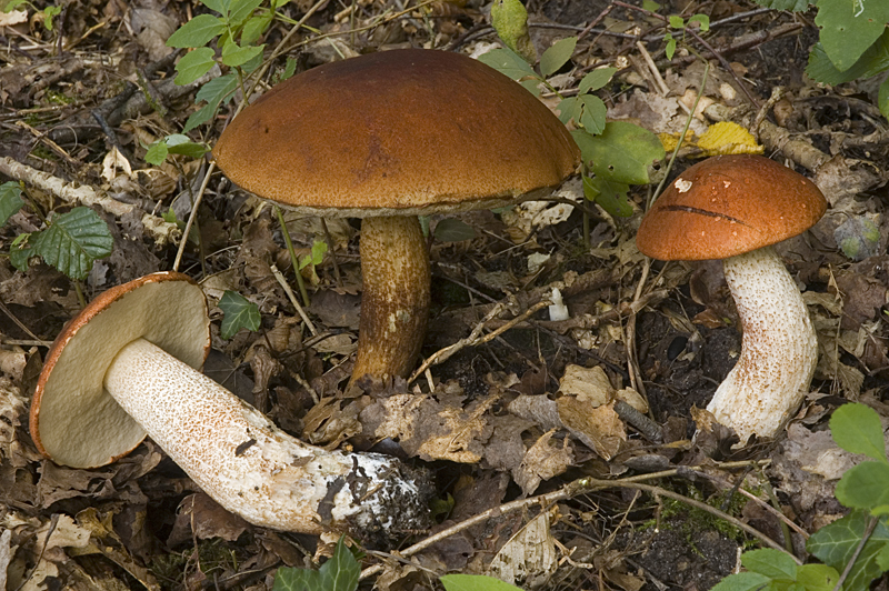 Leccinum aurantiacum (door Nico Dam)