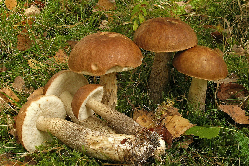 Leccinum scabrum (door Henk Huijser)