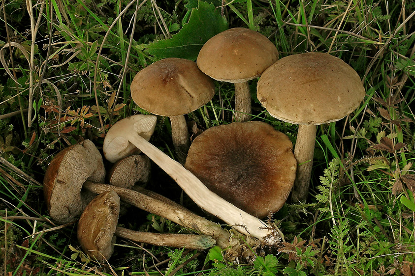 Leccinum schistophilum (door Henk Huijser)