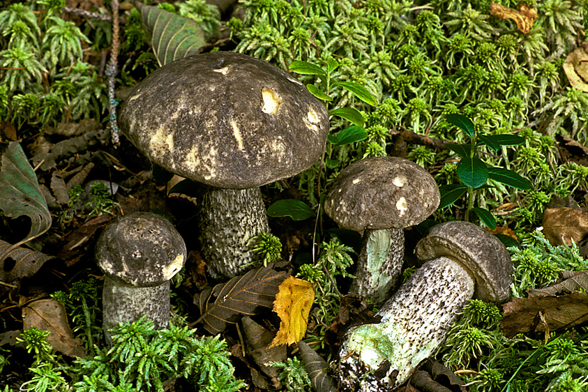 Leccinum variicolor (door Henk Huijser)