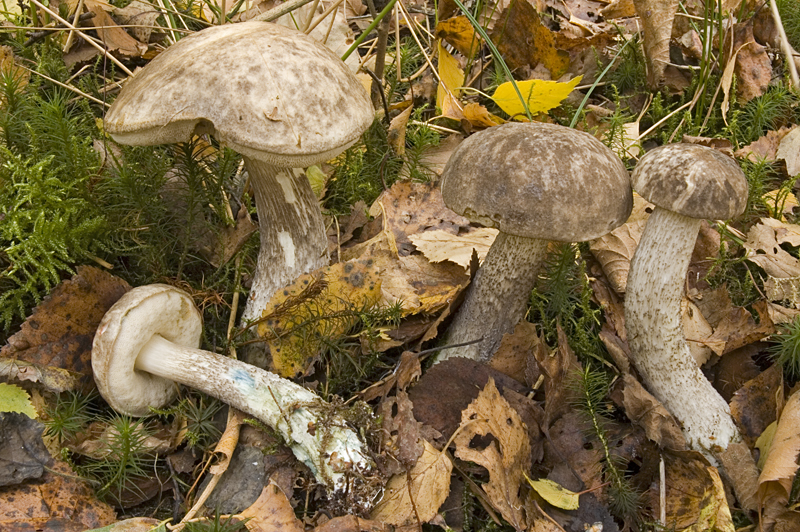 Leccinum variicolor (door Nico Dam)